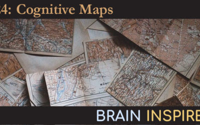 BI 024 Tim Behrens: Cognitive Maps