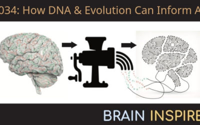 BI 034 Tony Zador: How DNA and Evolution Can Inform AI