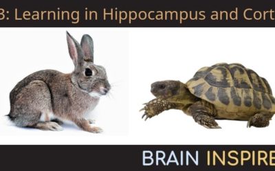 BI 043 Anna Schapiro: Learning in Hippocampus and Cortex