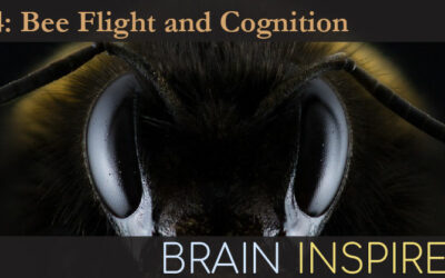 BI 134 Mandyam Srinivasan: Bee Flight and Cognition