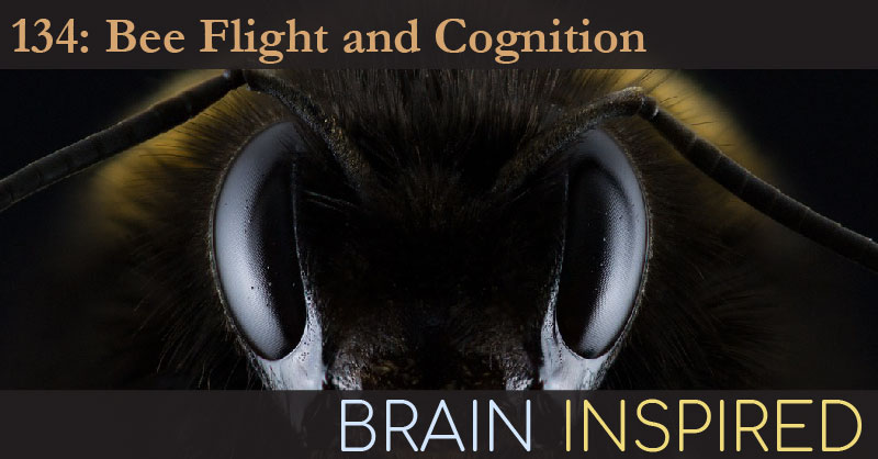BI 134 Mandyam Srinivasan: Bee Flight and Cognition