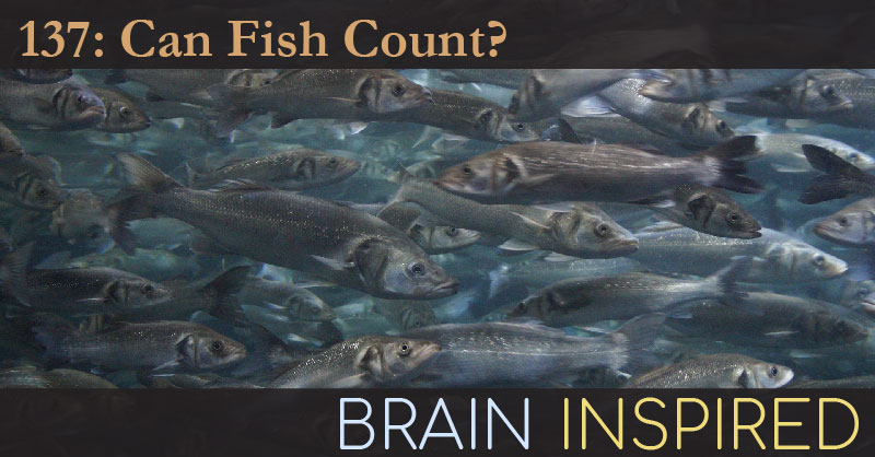 BI 137 Brian Butterworth: Can Fish Count?